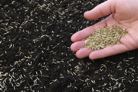 Harnessing the Power of Nature: Autumn Lawn Seed for Dark Beauty